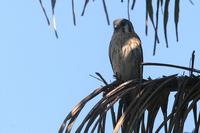 American  kestrel   -   Falco  sparvierus   -   Gheppio  americano