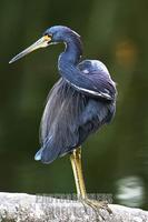 Beautiful Tricolor Heron on top of a log stock photo