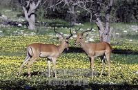 ...Black faced impalas fighting , Aepeceros melampus petersi , Etosha National Park , Namibia stock