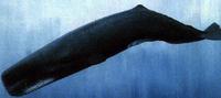 The Sperm Whale is the largest of the toothed whales. Males can