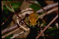 : Boophis viridis; Andasibe Frog