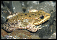 : Rana luteiventris; Columbia Spotted Frog