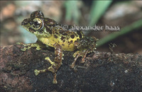: Rhacophorus everetti; Everett's Tree Frog