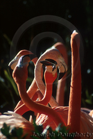: Phoenicopterus ruber ruber; Caribbean Flamingo