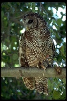: Strix occidentalis; Spotted Owl