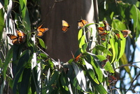 : Danaus plexippus (linnaeus); Monarch Butterfly