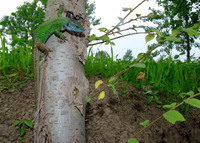: Lacerta strigata; Caspian Green Lizard