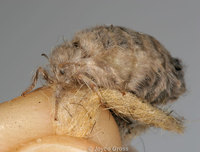 : Orgyia vetusta; Western Tussock Moth