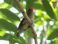 Scarlet-backed Flowerpecker(Dicaeum cruentatum)