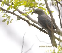 Black-winged Cuckooshrike » Coracina melaschistos