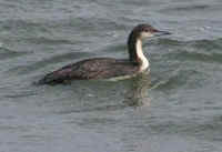 A Pacific Loon