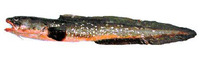 Genypterus chilensis, Red cusk-eel: fisheries