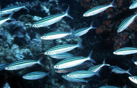 Pterocaesio trilineata, Three-stripe fusilier: fisheries, bait