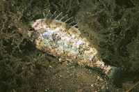 Siganus argenteus, Streamlined spinefoot: fisheries, aquarium