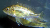 Haplochromis ishmaeli, :