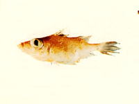 Tydemania navigatoris, Fleshy-lipped spikefish: