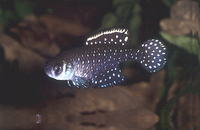 Austrolebias nigripinnis, Blackfin pearlfish: aquarium
