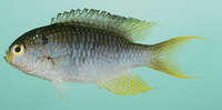 Neopomacentrus nemurus, Coral demoiselle: aquarium