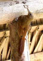 Cinnamon-throated Woodcreeper - Dendrexetastes rufigula