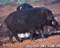 面部发达的胼胝是它的特征 -