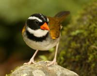Orange-billed sparrow
