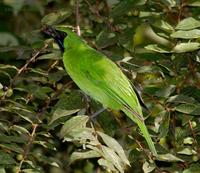 Greater Green Leafbird - Male