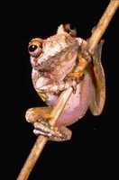 : Boophis guibei; Guibe's Warty Treefrog