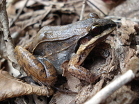 : Leptodactylus mystaceus; Basin White-lipped Frog