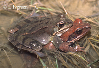 : Rana dalmatina; Agile Frog