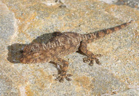 : Pachydactylus namaquensis; Namaqua Thick-toed Gecko
