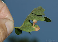 : Xanthoteras teres; Ball-tipped Gall Wasp;