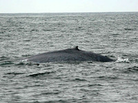 Blue Whale. 14 October 2006. Photo by Tim Shelmerdine