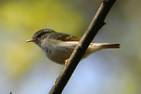 キマユムシクイ Phylloscopus inornatus Yellow-browed Warbler