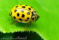 Psyllobora vigintiduopunctata - 22-spot Ladybird
