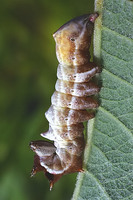 Notodonta ziczac - Pebble Prominent