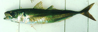 Trachurus murphyi, Inca scad: fisheries