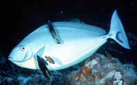 Naso hexacanthus, Sleek unicornfish: fisheries, gamefish, aquarium