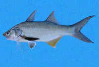 Polydactylus approximans, Blue bobo: fisheries