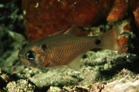 Archamia biguttata, Twinspot cardinalfish: