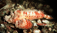 Inimicus filamentosus, Two-stick stingfish: fisheries