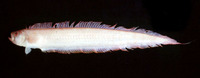 Acanthocepola abbreviata, Bandfish: