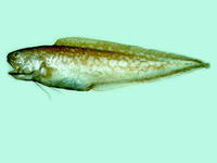 Neobythites sivicola, : fisheries