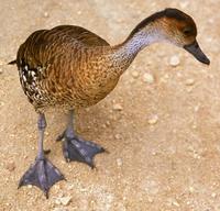 Image of: Dendrocygna arborea (West Indian whistling-duck)