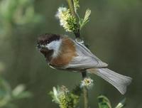 Image of: Parus rufescens (chestnut-backed chickadee)