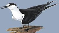 Image of: Sterna fuscata (sooty tern)