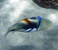 Image of: Rhinecanthus aculeatus (picasso fish)