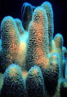 Photo: Pillar coral