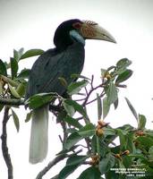 Wreathed Hornbill - Aceros undulatus