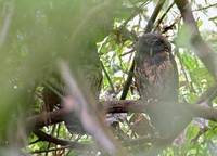 Mottled Owl (Ciccaba virgata) photo