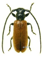 통하늘소 - Anaesthetobrium luteipenne